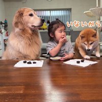 さっそくおやつを咥えるうにくん