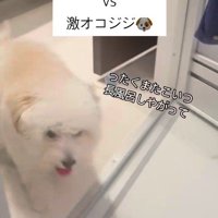 お風呂場に突撃するジジくん2