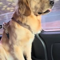 落ちそうなごん君
