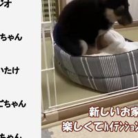 第2の犬生の始まり…