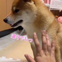 横を向くはなちゃん