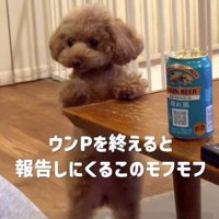 飼い主を見つめる犬