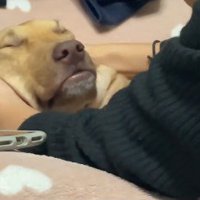 人間に見えてくる…！？