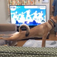 後ろ足を伸ばす犬