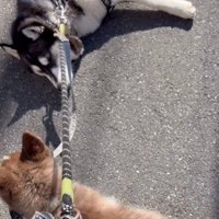 「兄ちゃん！起きて！」