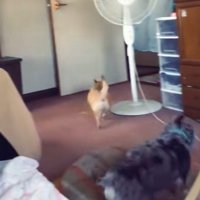 そそくさと退室する2匹