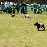 走る犬2