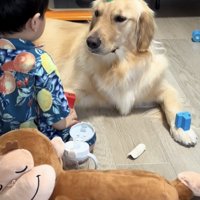 おもちゃを乗せたままの犬
