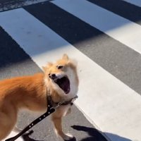 楽しく散歩に行けるようになった犬