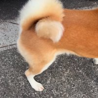 秋田犬のしっぽ