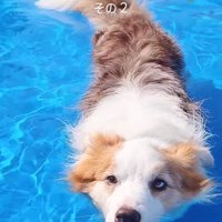 プールで遊ぶボーダーコリー