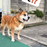 前を見る犬3