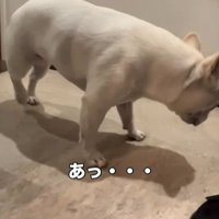 引き返す犬1