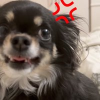 歯を剥き出しにする犬