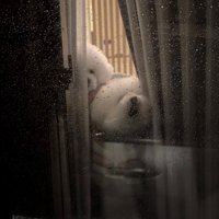 寄り添って窓からのぞく犬たち