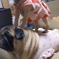 堂々と立つ子犬