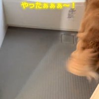お風呂を覗く犬1