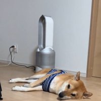 柴犬を起こすリス