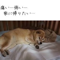 不安そうに横になる老犬