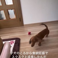 子犬のエールくん