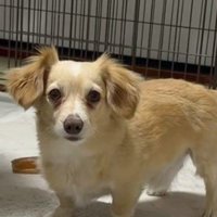 チワックスの兄貴ちゃん