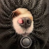 リュックに入るポテトちゃんとウニちゃん6