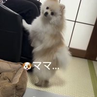 怒られる犬