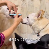 歯磨きをされる犬