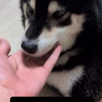 犬のあごを手のひらで撫でる飼い主