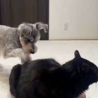 猫の背中に前足を当てる犬