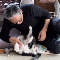 お腹を見せる犬