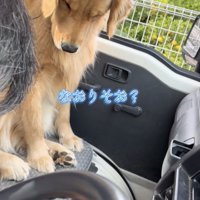 うつむきながら作業の手元を見つめる犬