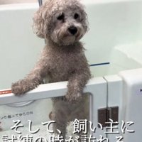 シャンプー台の中に入れられた、全身泥まみれの犬