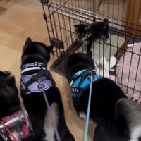 かぜちよくんに群がる柴犬たち