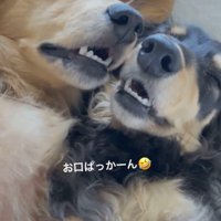 2匹揃ってお口を開けています！