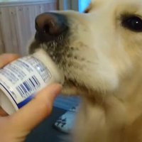 ヨーグルトを欲しがるギンちゃん⑩