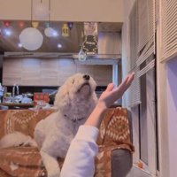 天井を見つめる犬