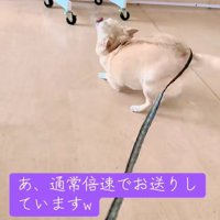 しっぽちぎれるーｗ