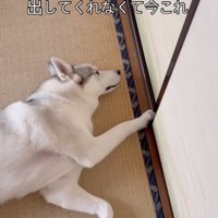 閉めます、何度でも
