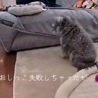 トイレを失敗したアモルちゃん