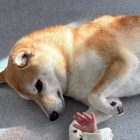赤ちゃんを見つめる犬の顔