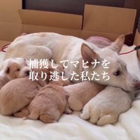 母犬の腹に顔を埋める子犬たち