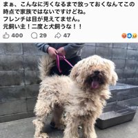 ボサボサの犬を保護