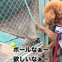 立つ犬2