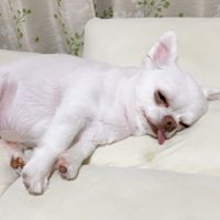 コハクくんの舌を掴んだら？