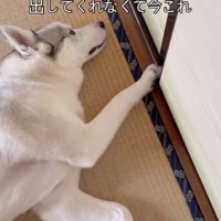 「はやく…コタツを」