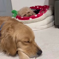 ベッドが羨ましいぷりんくん7