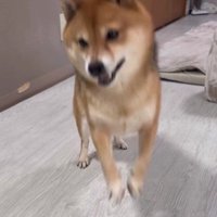 飛び上がってシタッと着地