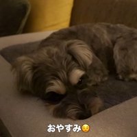 旅行中のティノちゃん⑩