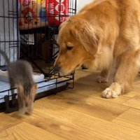 子猫がうちにやってきた